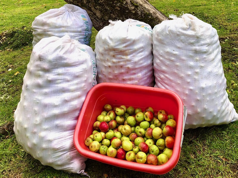 recoleccion-kitralma-manzana